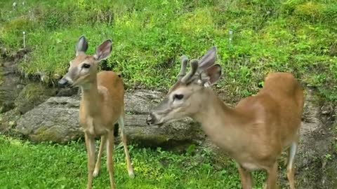 Friendly deer show up on woman's property to hand out