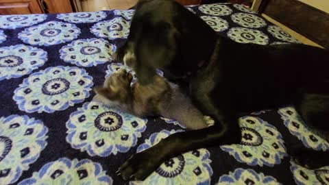 Letty and Smokey playing on the bed.