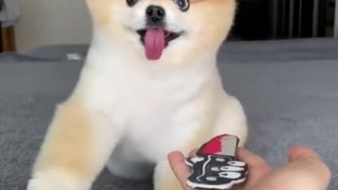 Cute and fanny dog video
