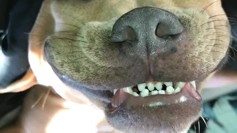 Pit Bull smiles in his sleep, refuses to wake up