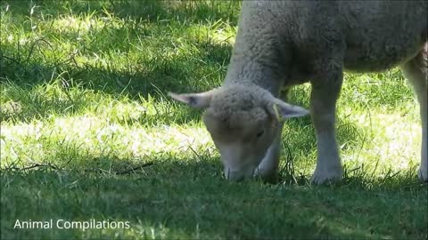 CUTENESS OVERLOAD! Baby Lamb (Sheep) Goes Baa - CUTEST Compilation