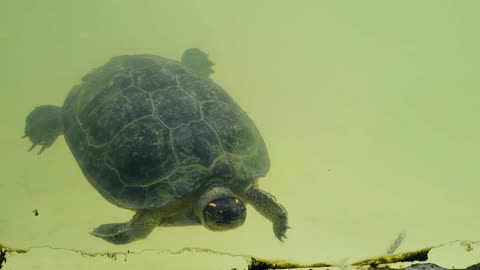 Turtle tortoise swimming...