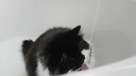 Thirsty cat just can't get enough of tub water