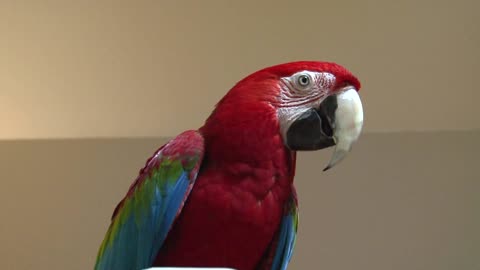 Hilarious parrot pretending to eat.