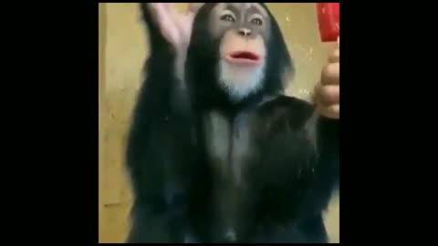 Chimpanzee taking selfie#funnyanimal