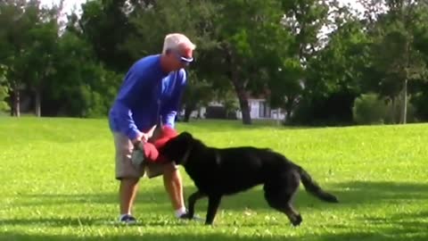 Learn how to make your dog aggressive in just 4 minutes