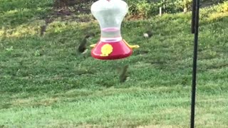 The Hummingbird Shuffle