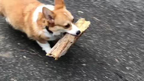 Corgi finds a huge log!