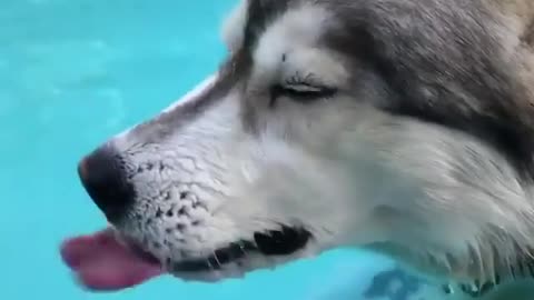 Swimming husky