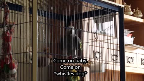 Subtitles help show parrot's wide variety of phrases