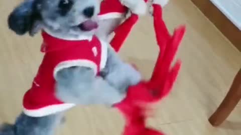 Dogs dance great dancing