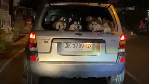 Hatchback Of Huskies