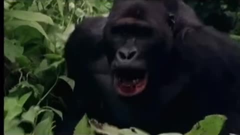 Gorilla Nearly Kills Man To Free Baby Gorilla