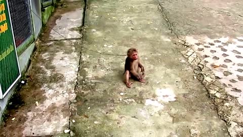 Monkey in slavery - Macaques at the Vietnames Zoo