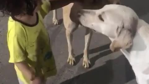 Little Baby with Street Dogs! OMG!