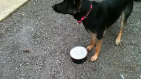 Fiona versus her frozen water bowl