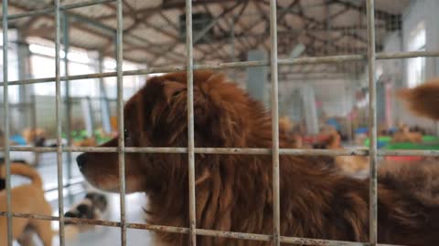 Sad dogs in shelter waiting to be rescued and adopted to new home. Shelter for animals concept