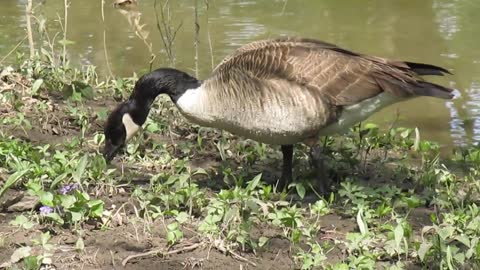 geese eating 2