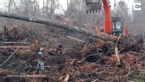 Orangutan fight to protect forest,