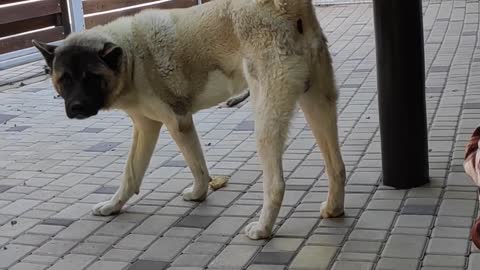 American Akita wants to play!