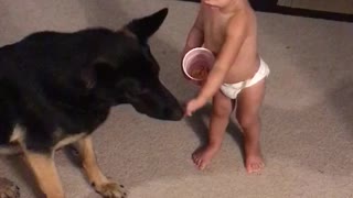 Baby tries to Train German Shepherd