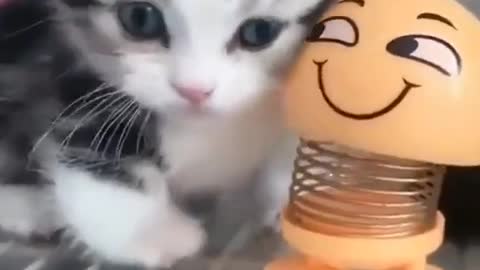 Cute and funny cat video!