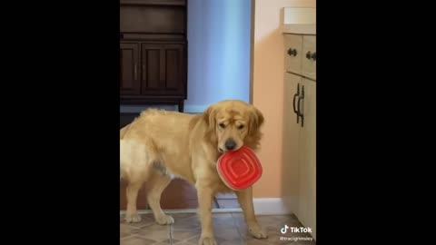 Funny Animal Videos that Will 100% Make You Laugh