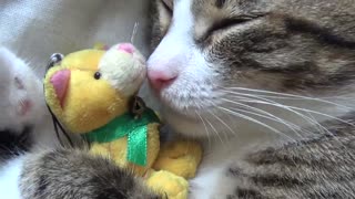 Adorable Little Cat Sleeps with His Favorite Toy