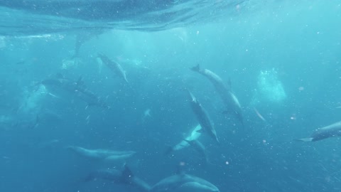 A flock of dolphins eating