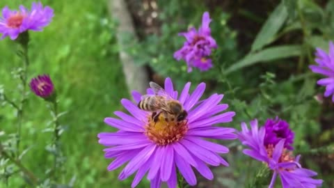 Bee perched on flowers catching pollen