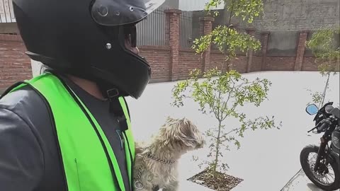 Repartidor rescata perrito que rico prepotente abandono y nos da una tremenda lección el repartidor