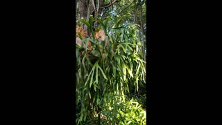 Advanced Bromeliads Full Video December 22, 2020