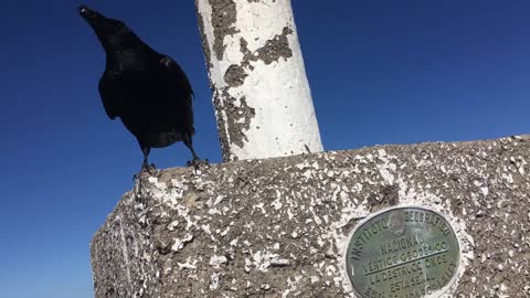 What a Friendly Raven