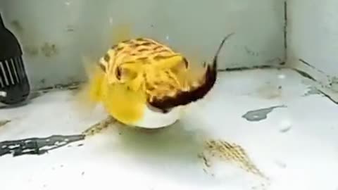 Puffer fish feeding