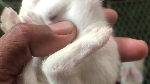 Rabbits was three weeks and open eye