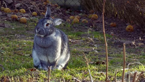 Hare Rabbit Apples Garden