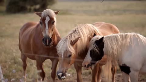 Familly of horses graze in nature during the sunset