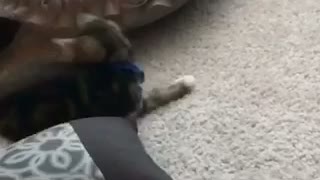 Small kitten around three pillows notices tail and tries to catch it