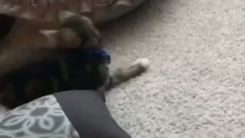 Small kitten around three pillows notices tail and tries to catch it
