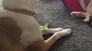 Small Kitten Playing with Dogy