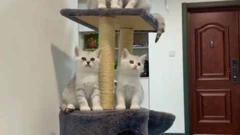 Cute cats gang ❤️❤️❤️
