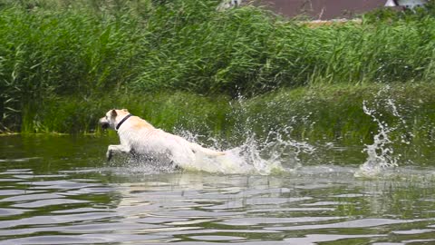 Dog Runs into the Water in Slow-Motion Wounderful Seen