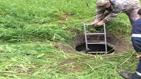 Rescuing a Fallen Hog from a Hole