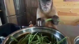 very cute animal monkey
