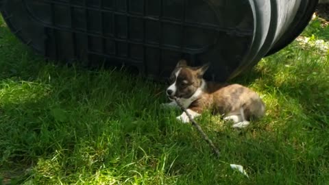 Cute corgi puppy running in slow mo with a stick