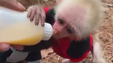 Dog & monkey drinking milk _ #short