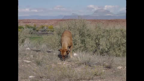 Hunt for the Skinwalker