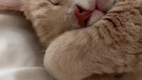 Cat Sleeping In Its Own Way Its Really Funny And Epic Cat Moments.