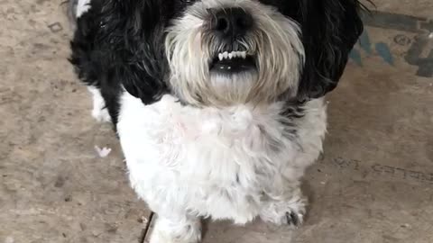 Cute Puppy Say “Cheese“