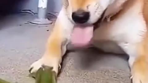 Dog Fight With Grasshopper #shorts #viral #shortsvideo #video